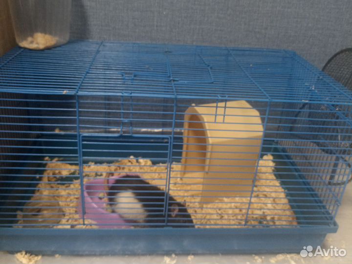 Крыса с клеткой