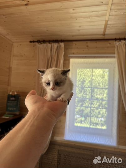 Котенок девочка