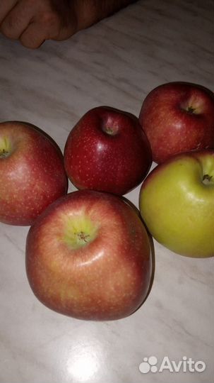 Яблоки гала оптом