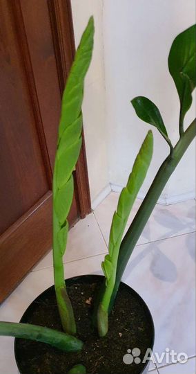 Замиокулькас