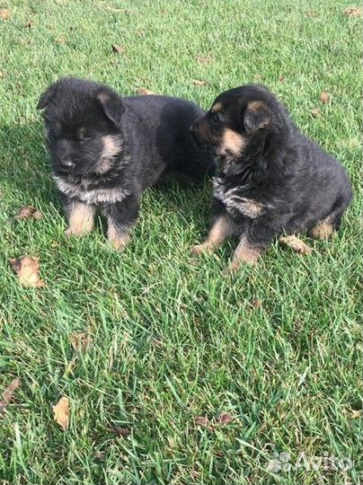 Щенки немецкой овчарки