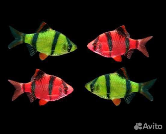 Рыбки широк ассортим розница и опт объявление продам