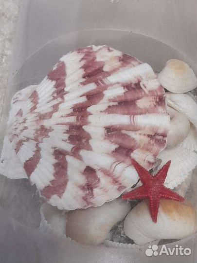 Набор ракушек