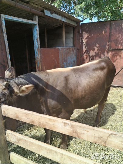 Джерсейский бык на племя