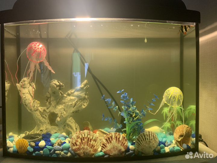 Аквариум с рыбками
