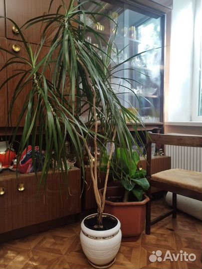 Пальма драцена