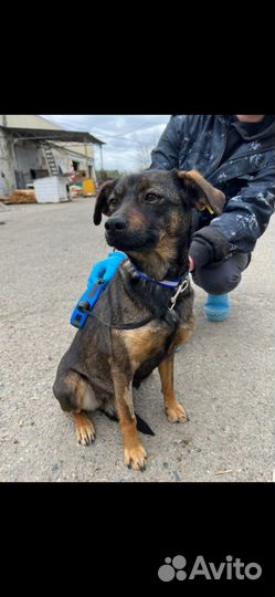 Олененок маленькая собачка выпуск на улицу