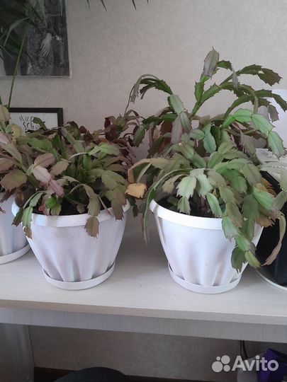 Сортовые декабристы