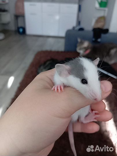 Декоративная крыса дамбо,хаски