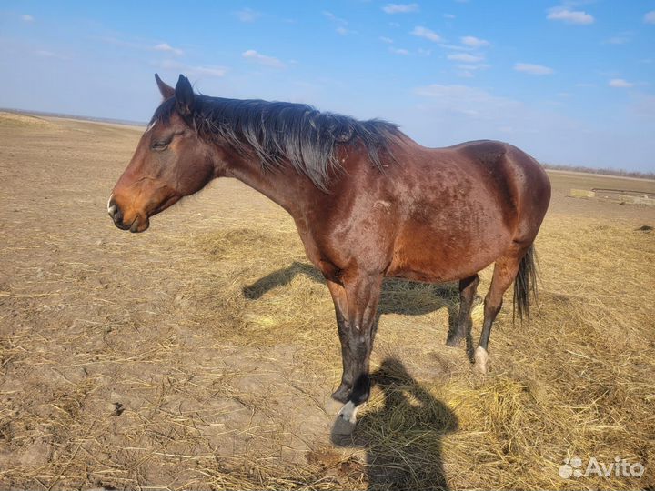 Чистокровные кобылы