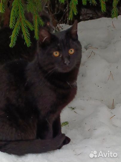 Отдам котенка в добрые руки