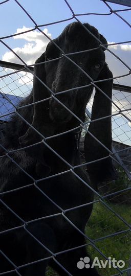 Продаётся козёл