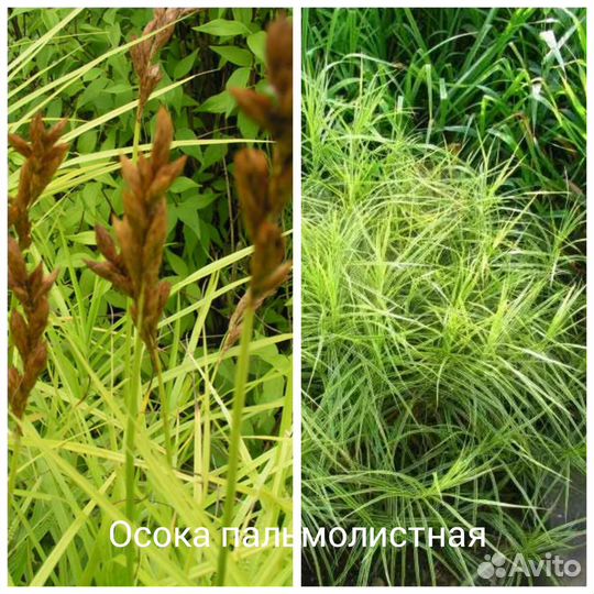 Декоративные злаки