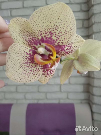 Продано.Орхидея. Фаленопсис Чармер