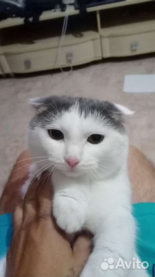 Вислоухий кот в дар