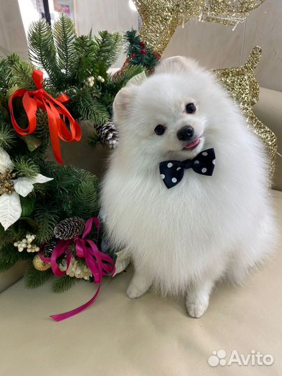 Немецкий шпиц вязка