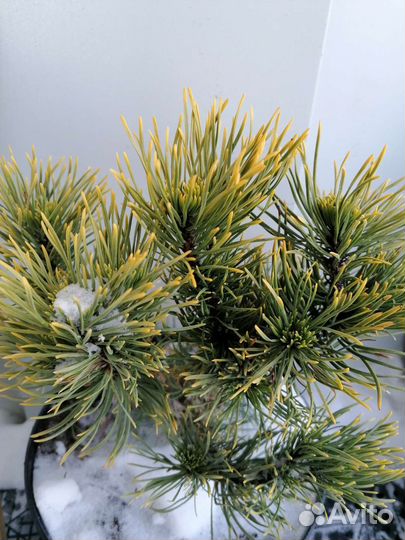 Сосна winter gold