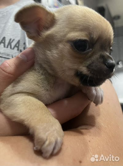 Щенки чихуахуа