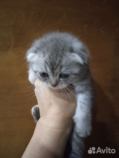 Шотландские котята