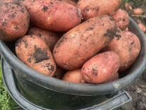Картофель домашний семена 2 репродукции