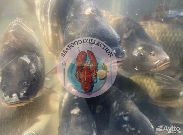 Карп Отборный