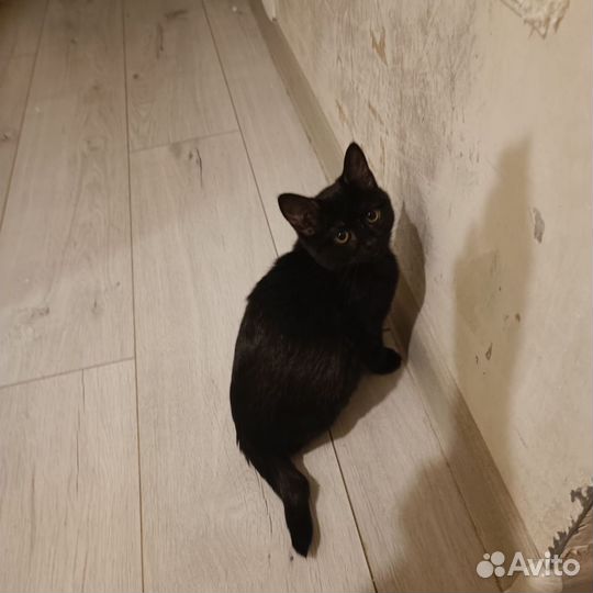 Кошка