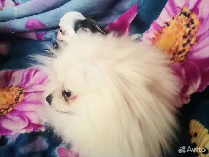 Шпицы в добрые руки