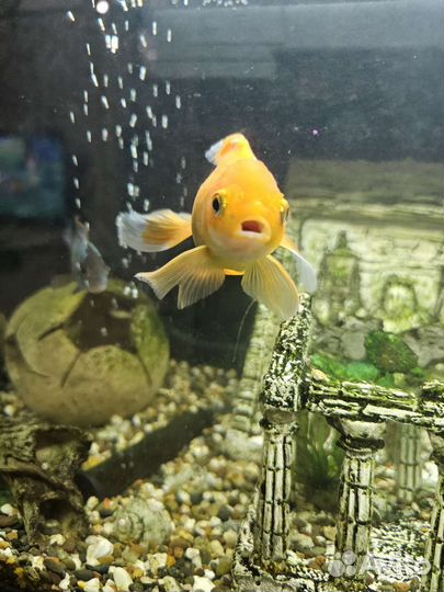 Золотая рыбка