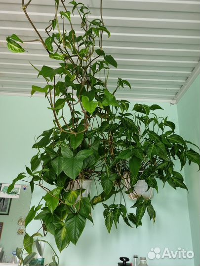 Сингониум огромные кусты