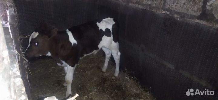 Телёнок бычок