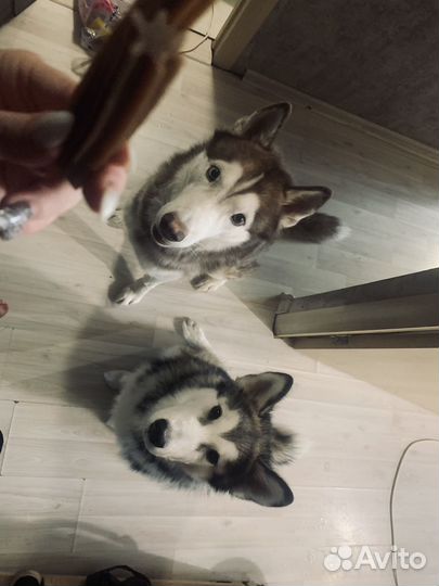 Щенки хаски