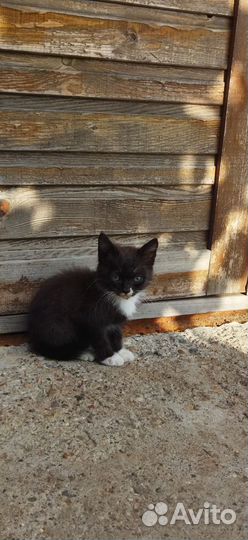 Котята в дар