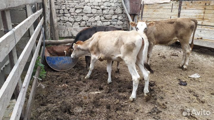 Телки телята