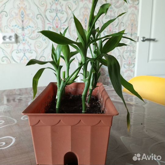 Бамбук лаки