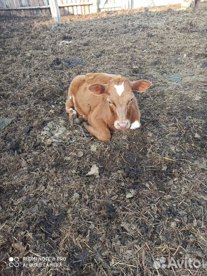 Корова, корова с теленком, телка, бычек