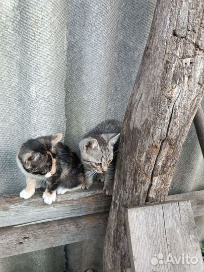 Домашние животные котята, бесплатно