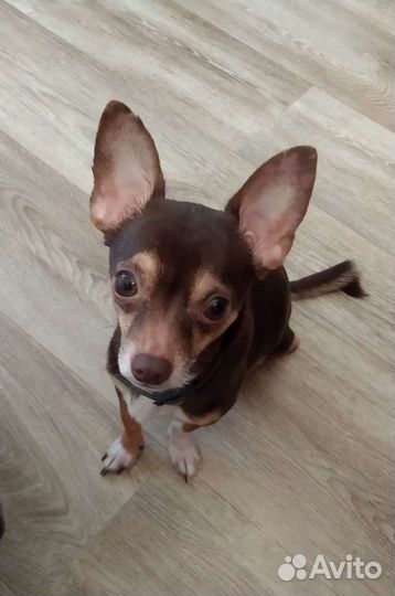 Кобель чихуахуа для вязки