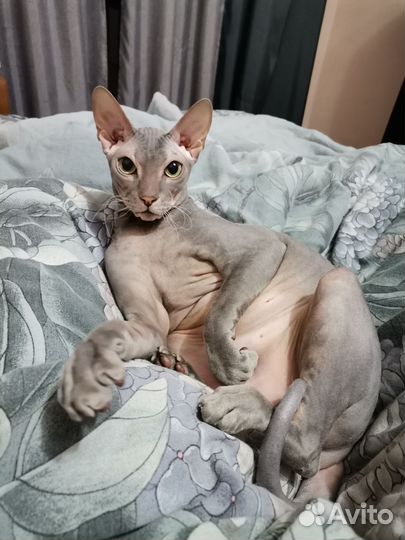 Кот в добрые руки