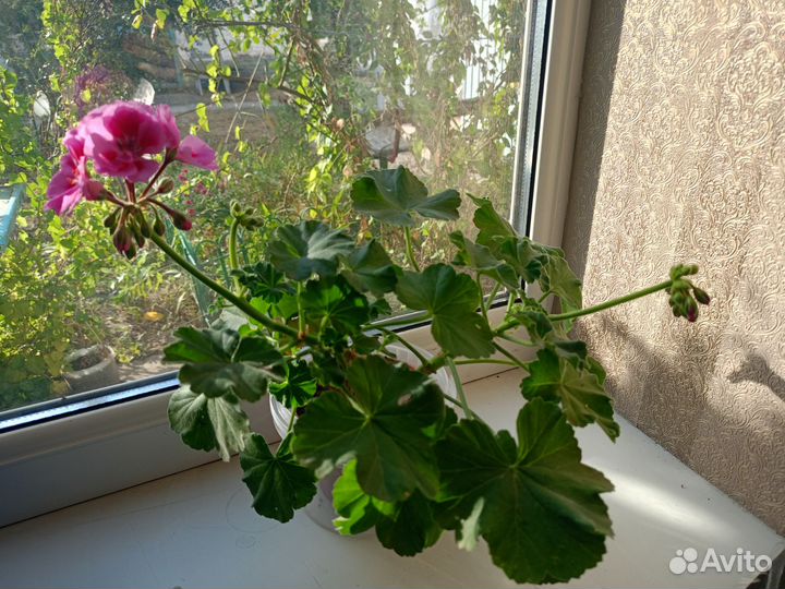 Комнатные цветы
