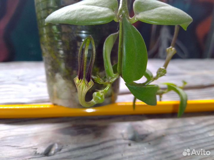 Редкие церопегии