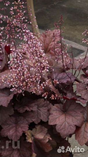 Хоста ланцетовид. ;хоста Афродита. Гейхера.Очиток