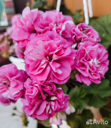 Пеларгония герань