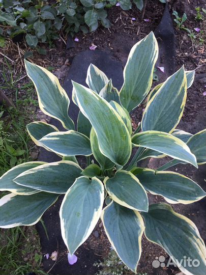 Хоста, пузыреплодник