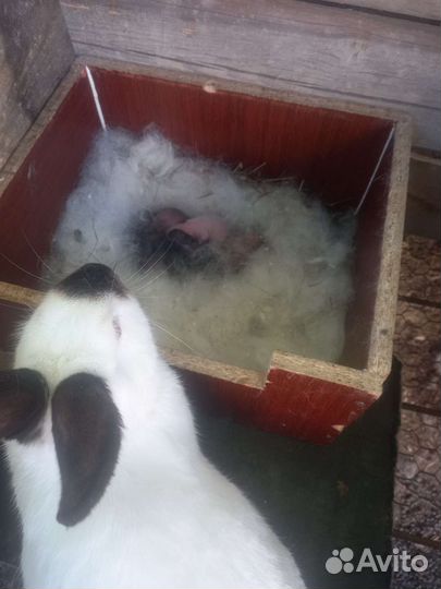 Калифорнийские кролики