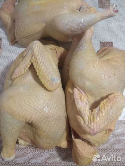 Домашние куры бройлеры