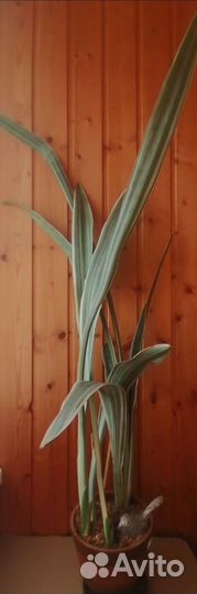 Сансевиерии