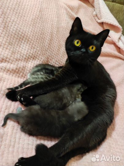Шотландские котята