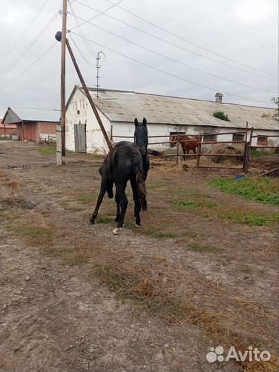 Продам лошадь