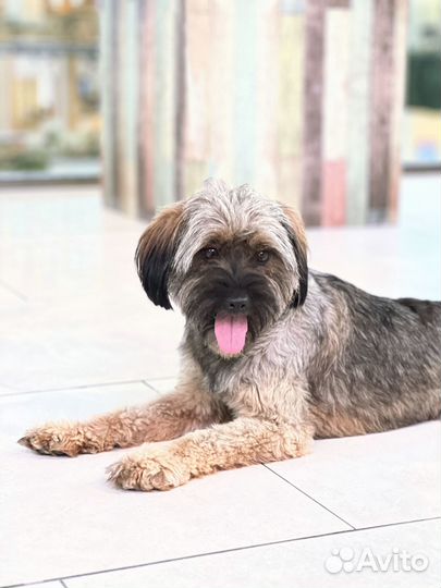 Миниатюрная собачка терьер в добрые руки