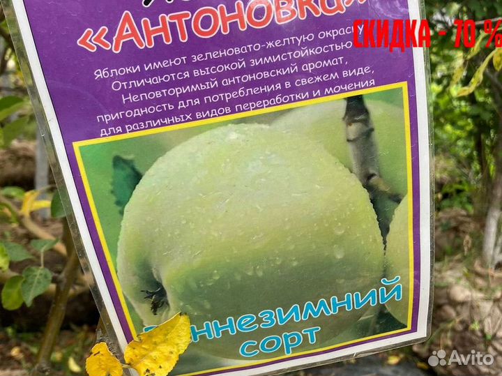 Слива, груша, яблоня, вишня, абрикос. Саженцы